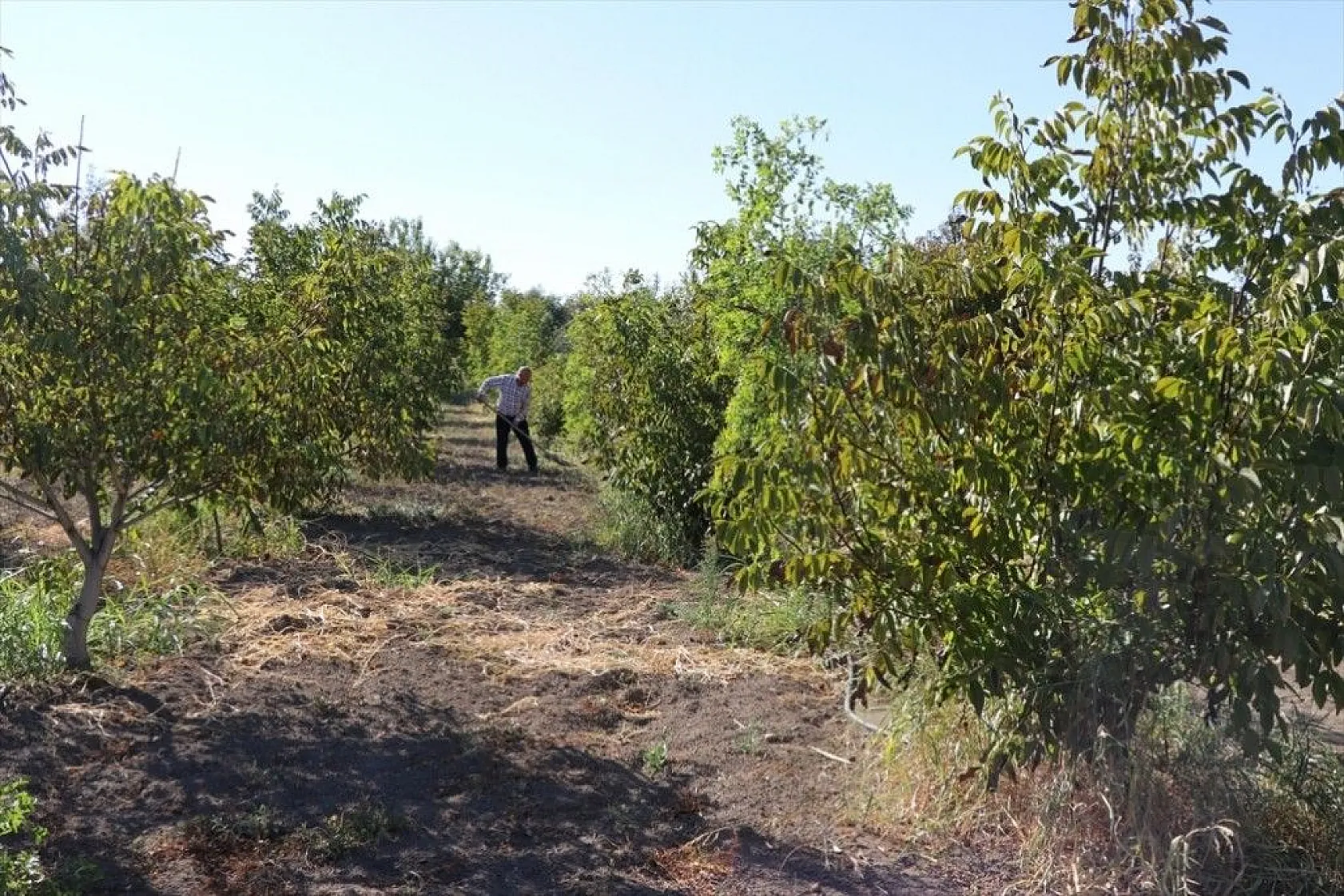 Elazığlı terzi pepinodan hünnapa çeşit çeşit meyve yetiştiriyor