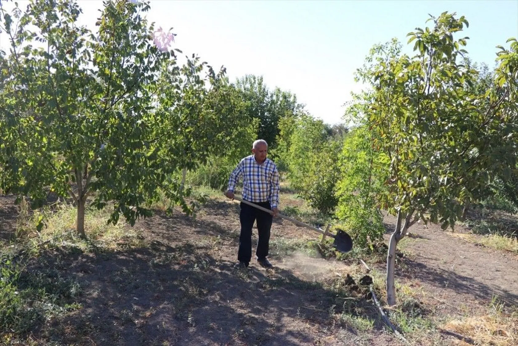 Elazığlı terzi pepinodan hünnapa çeşit çeşit meyve yetiştiriyor