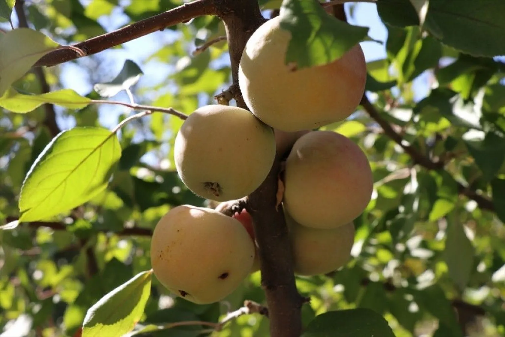Elazığlı terzi pepinodan hünnapa çeşit çeşit meyve yetiştiriyor
