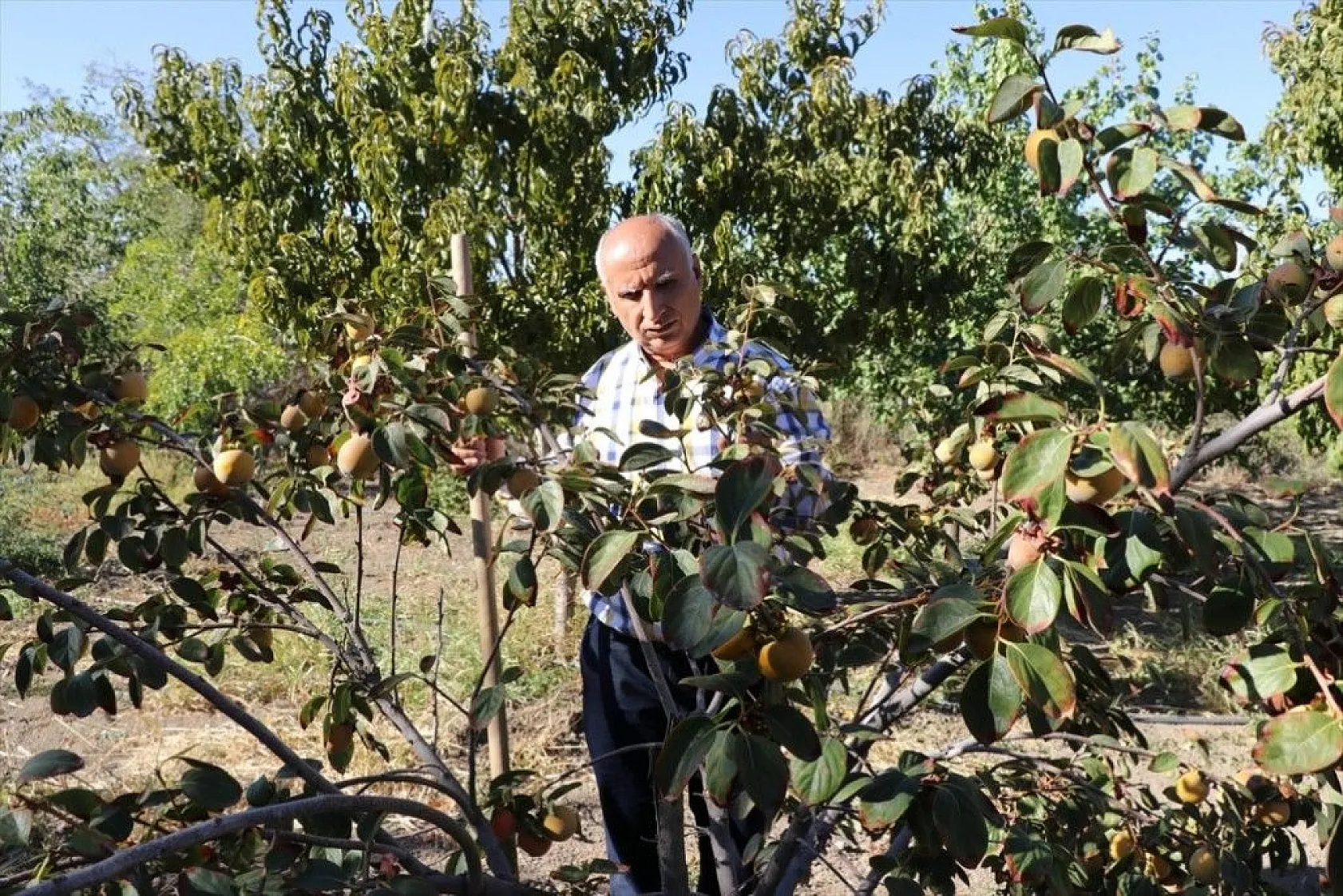 Elazığlı terzi pepinodan hünnapa çeşit çeşit meyve yetiştiriyor