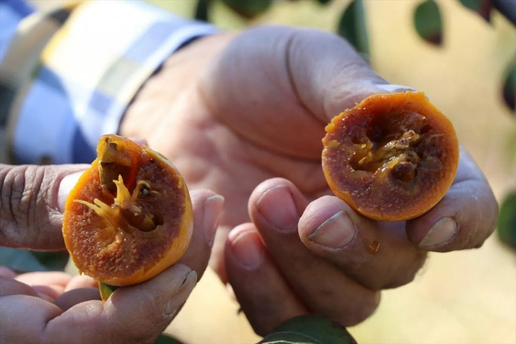 Elazığlı terzi pepinodan hünnapa çeşit çeşit meyve yetiştiriyor