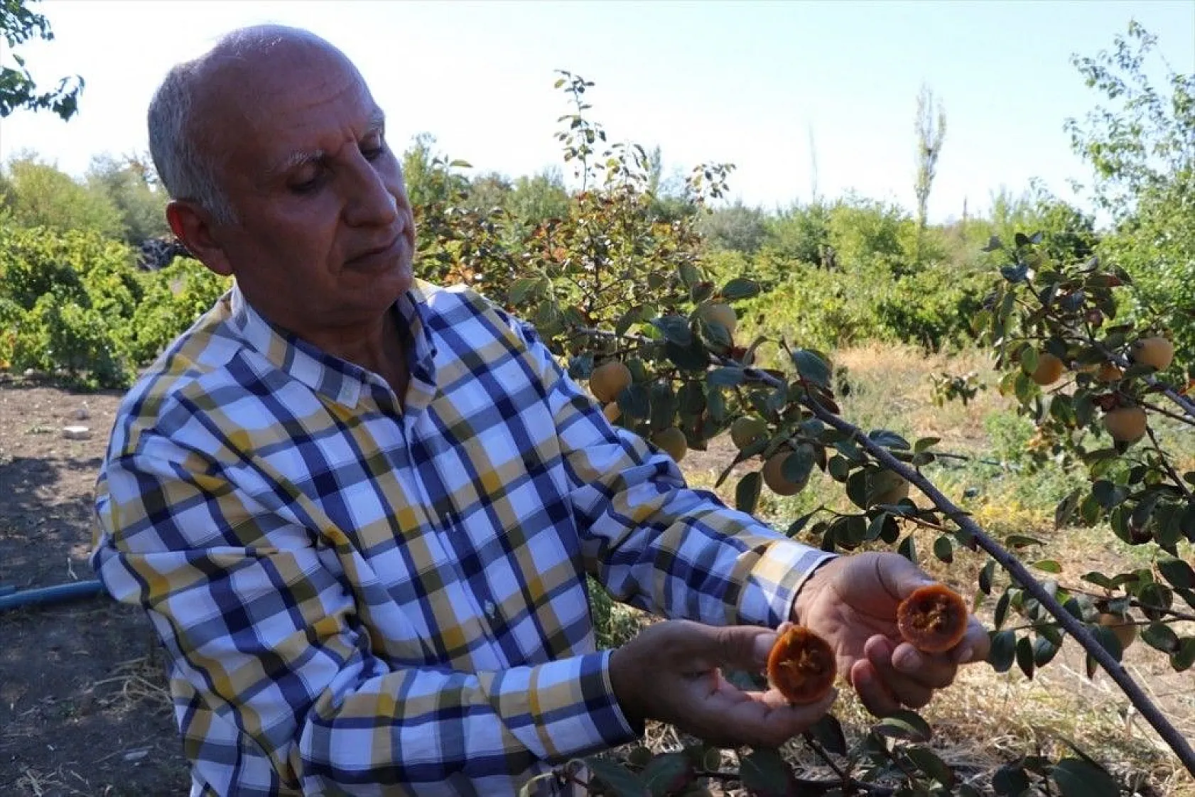 Elazığlı terzi pepinodan hünnapa çeşit çeşit meyve yetiştiriyor