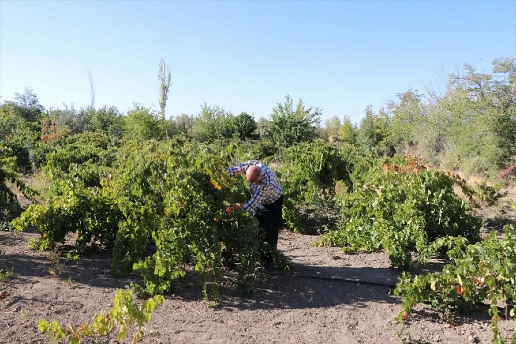 Elazığlı terzi pepinodan hünnapa çeşit çeşit meyve yetiştiriyor