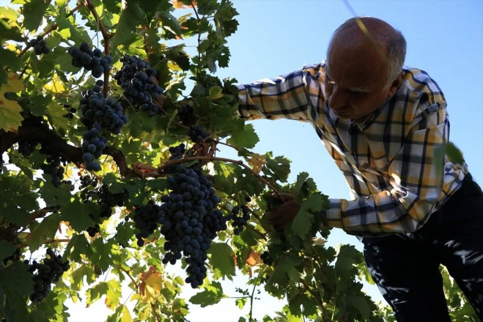 Elazığlı terzi pepinodan hünnapa çeşit çeşit meyve yetiştiriyor