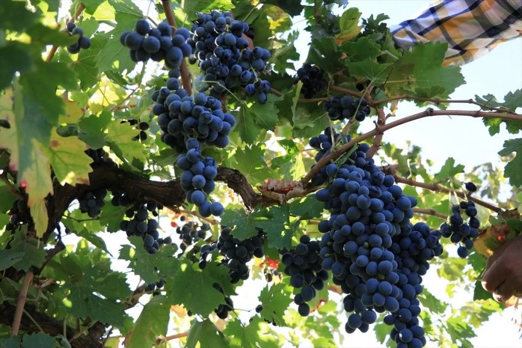 Elazığlı terzi pepinodan hünnapa çeşit çeşit meyve yetiştiriyor