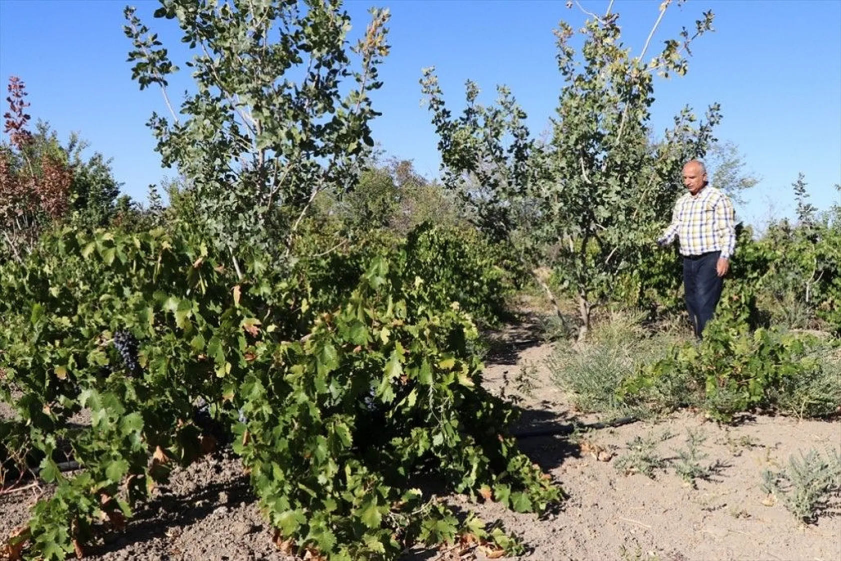 Elazığlı terzi pepinodan hünnapa çeşit çeşit meyve yetiştiriyor