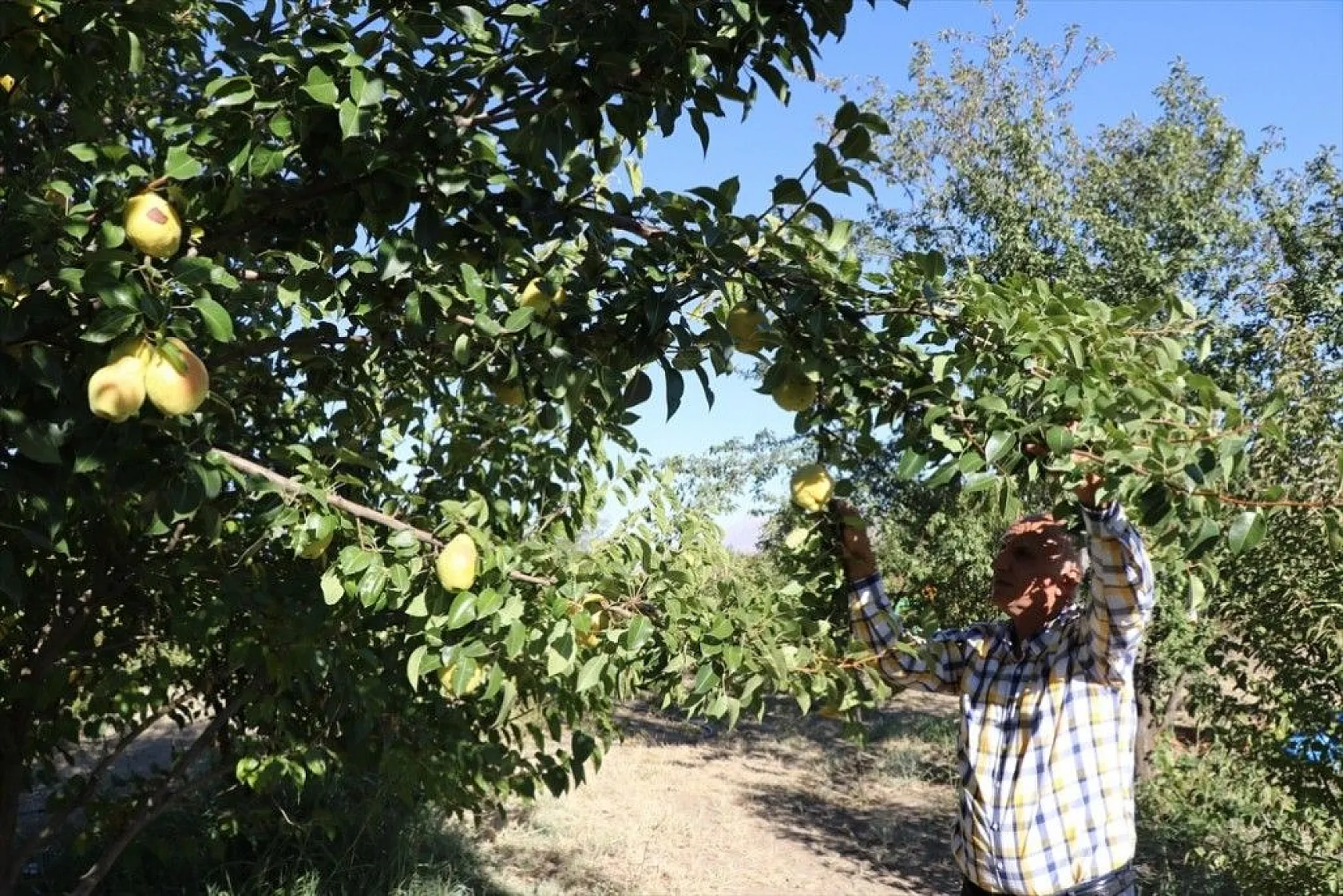 Elazığlı terzi pepinodan hünnapa çeşit çeşit meyve yetiştiriyor