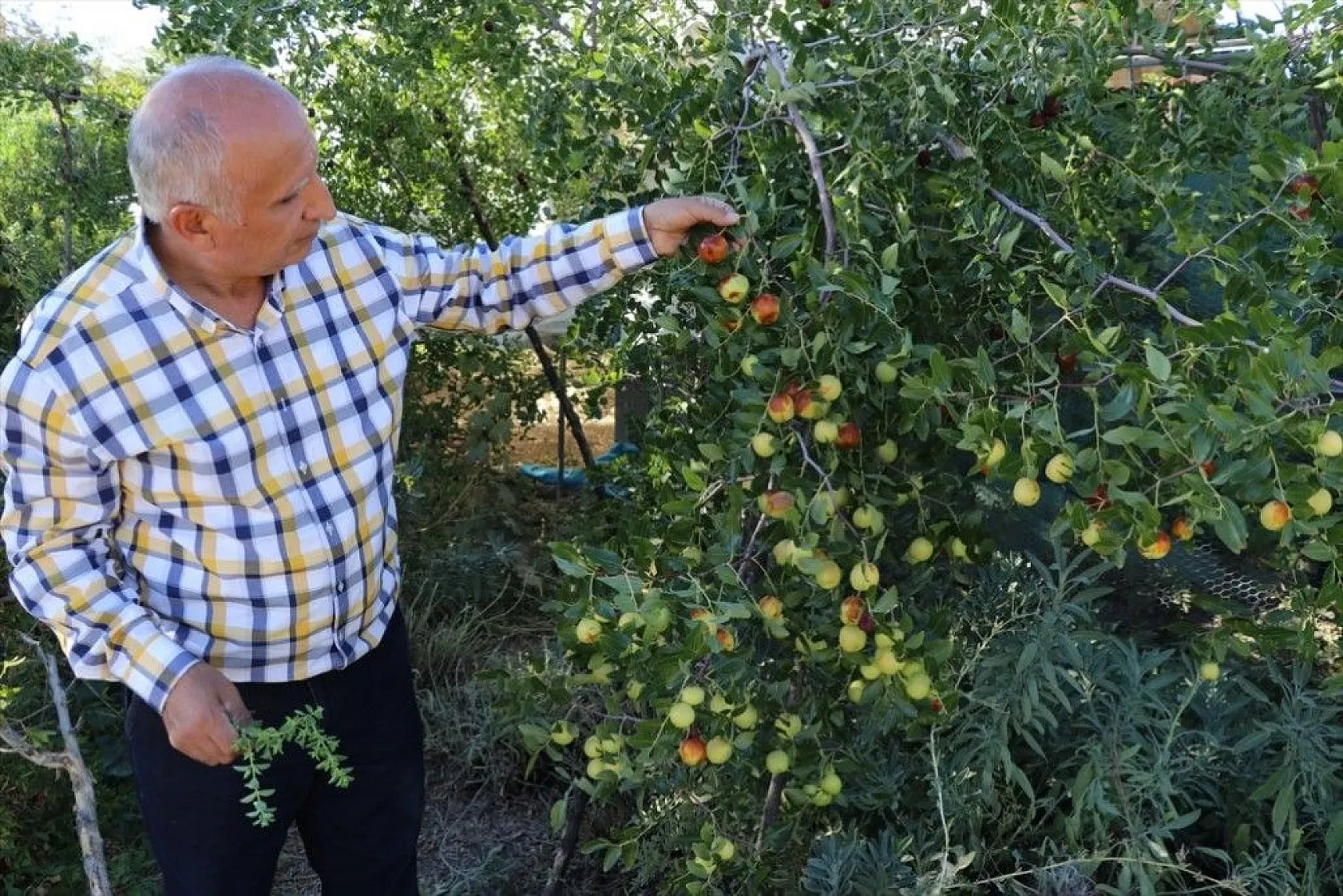 Elazığlı terzi pepinodan hünnapa çeşit çeşit meyve yetiştiriyor