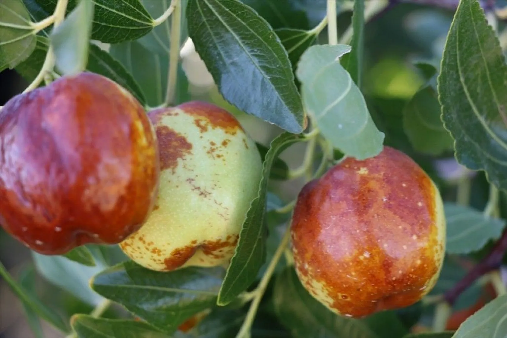 Elazığlı terzi pepinodan hünnapa çeşit çeşit meyve yetiştiriyor