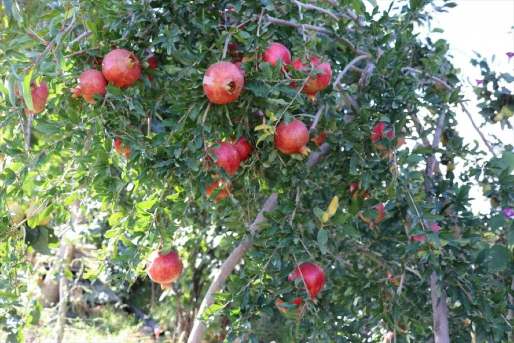 Elazığlı terzi pepinodan hünnapa çeşit çeşit meyve yetiştiriyor