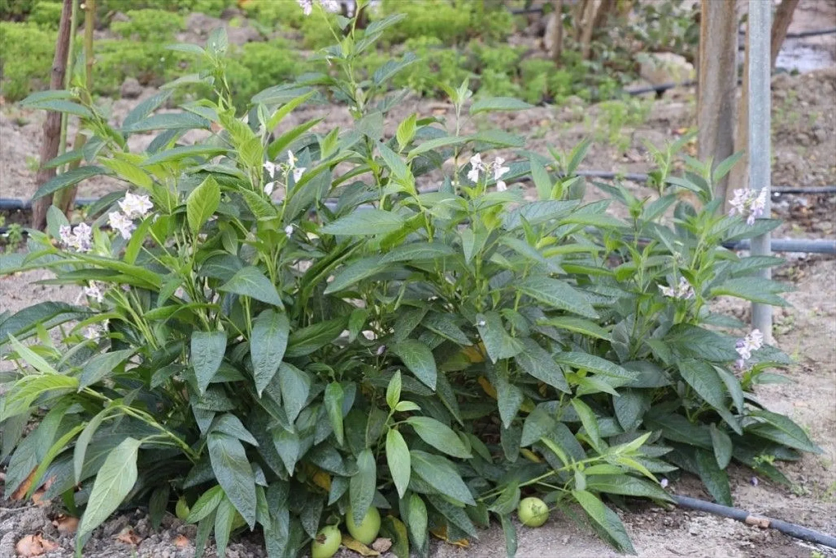 Elazığlı terzi pepinodan hünnapa çeşit çeşit meyve yetiştiriyor