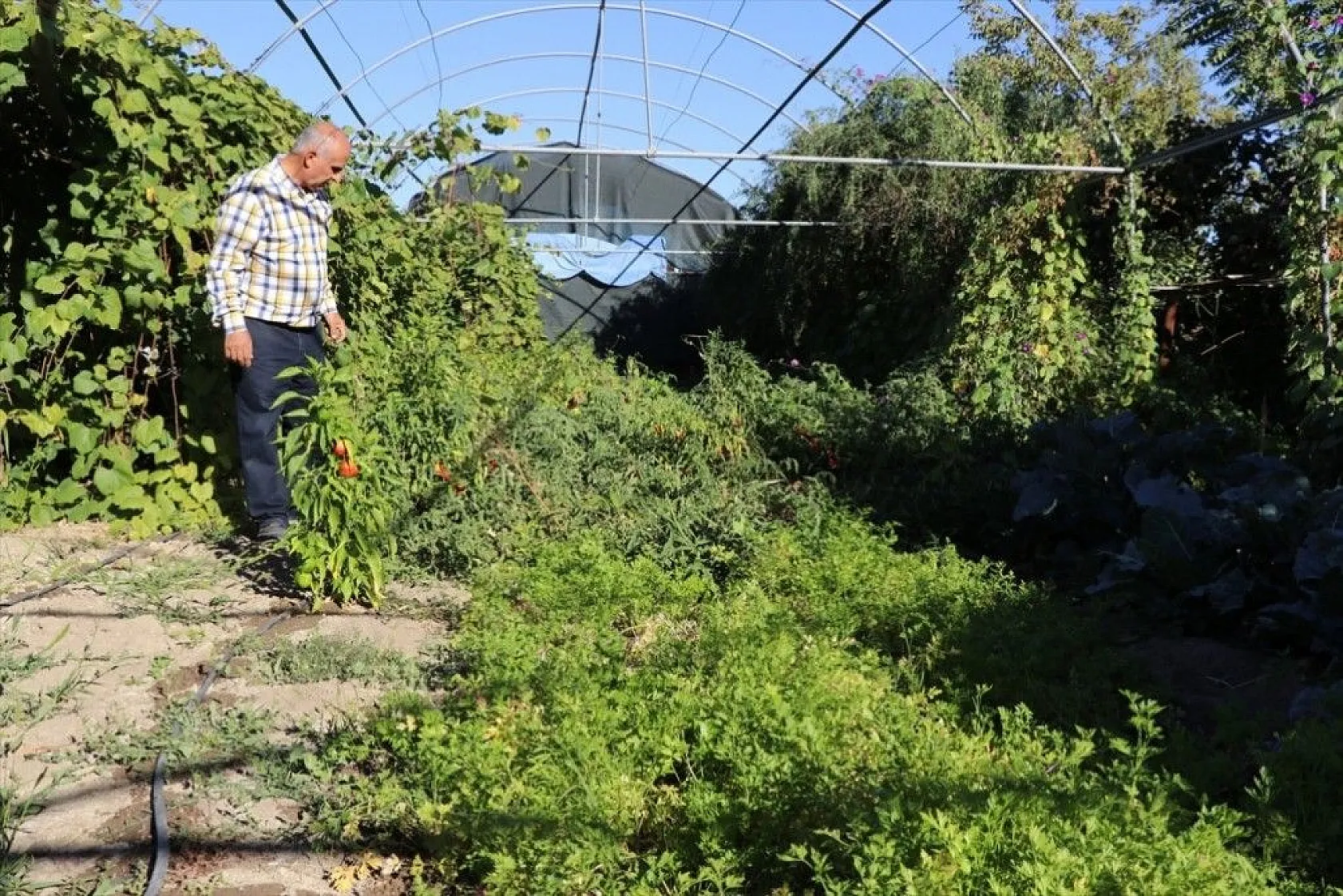 Elazığlı terzi pepinodan hünnapa çeşit çeşit meyve yetiştiriyor