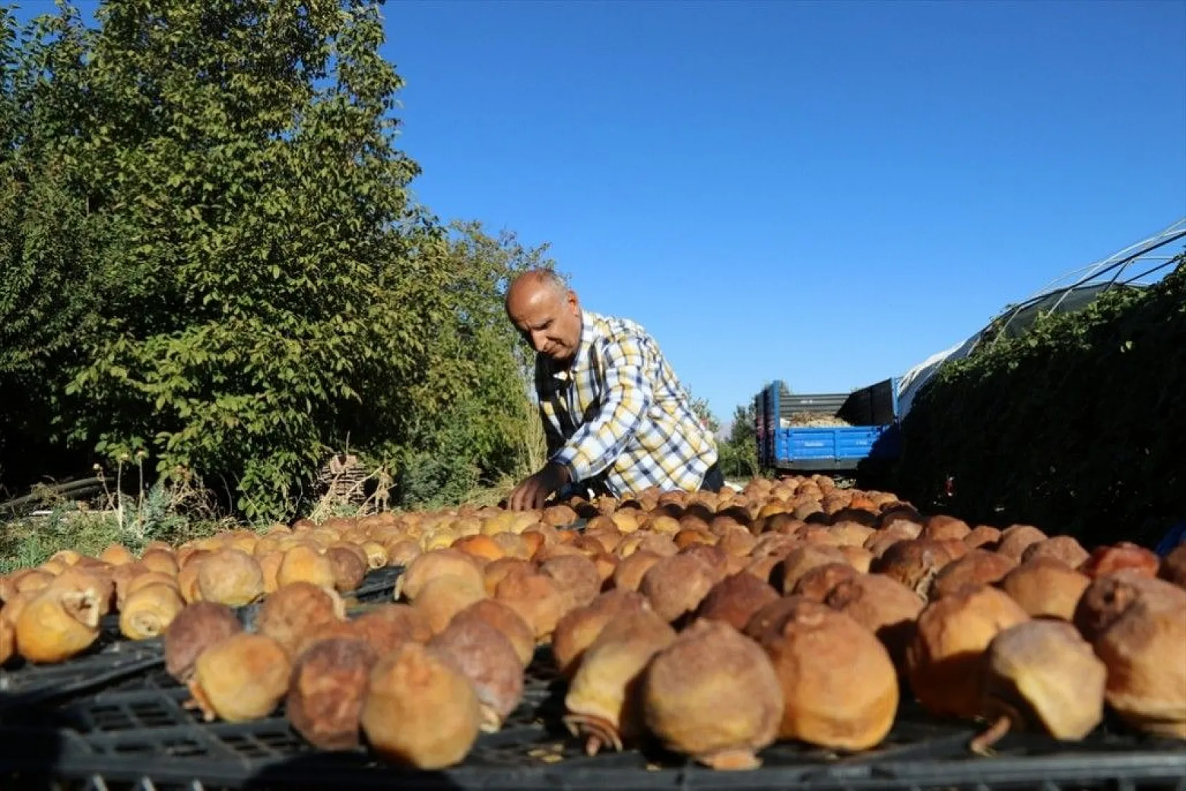 Elazığlı terzi pepinodan hünnapa çeşit çeşit meyve yetiştiriyor