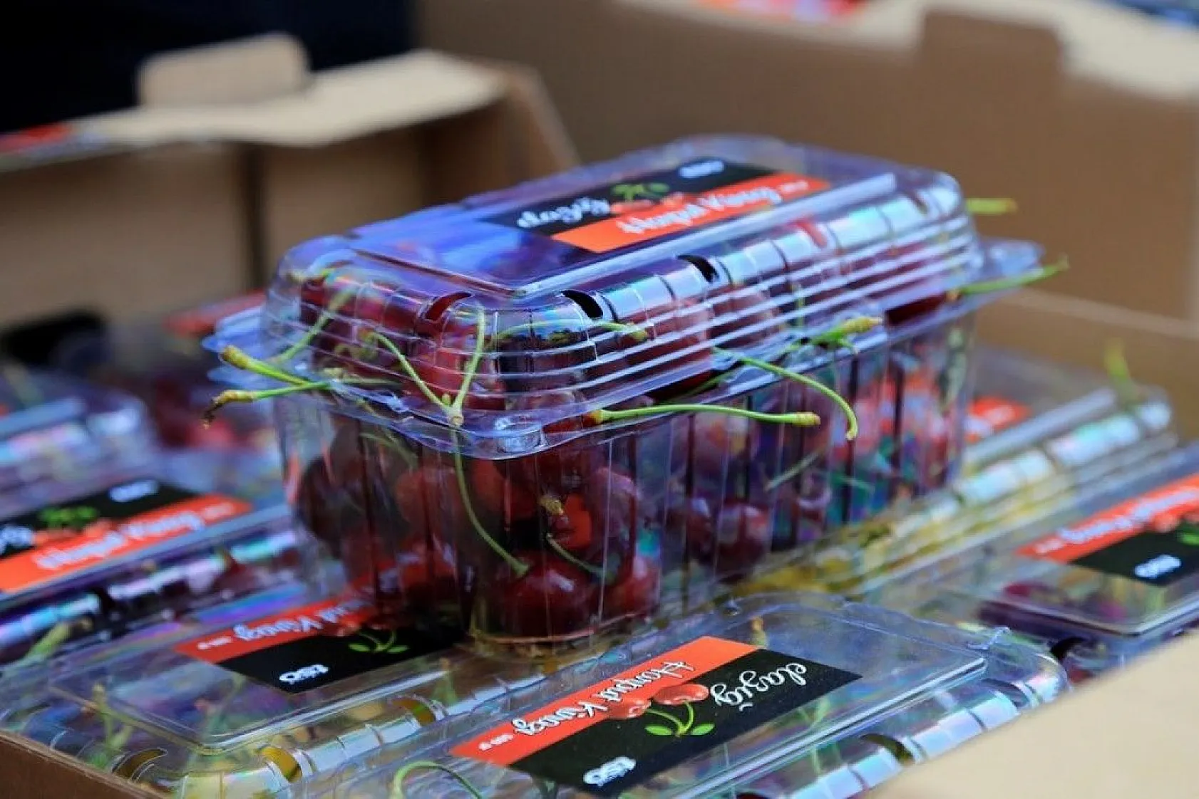 'Harput Kiraz'ında hasat başladı