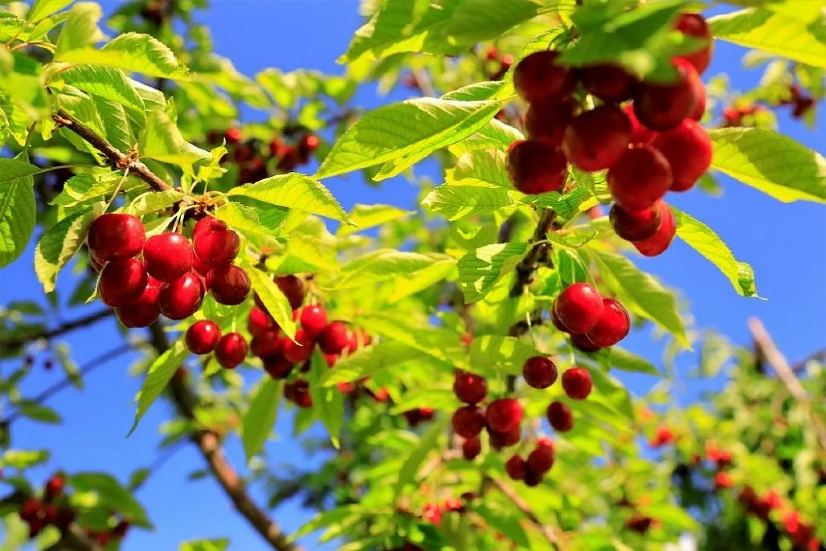 'Harput Kiraz'ında hasat başladı