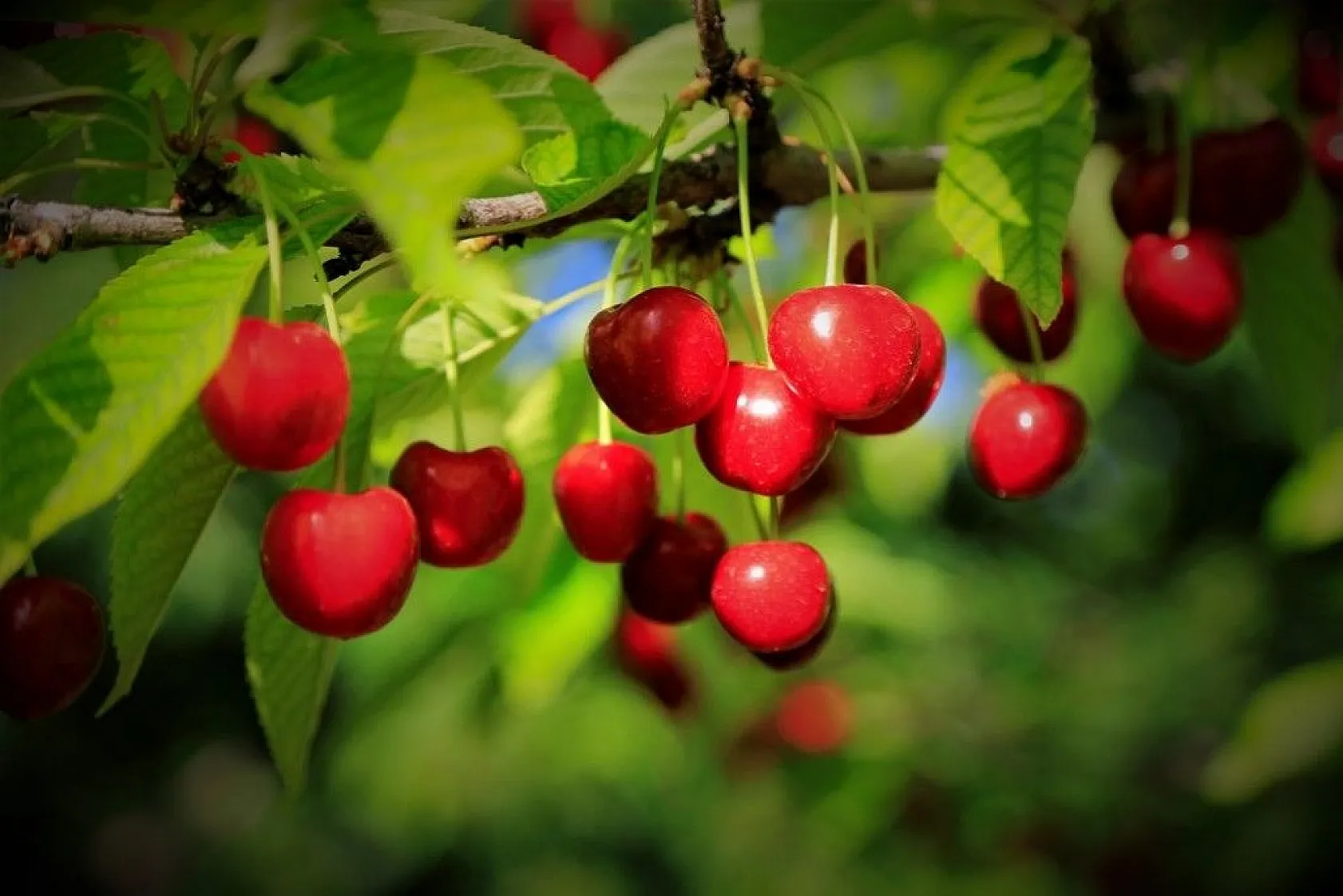'Harput Kiraz'ında hasat başladı