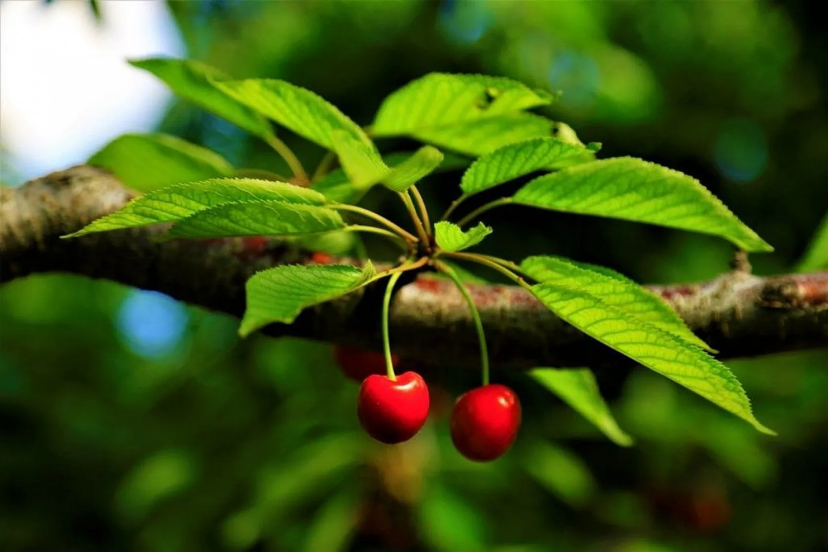 'Harput Kiraz'ında hasat başladı