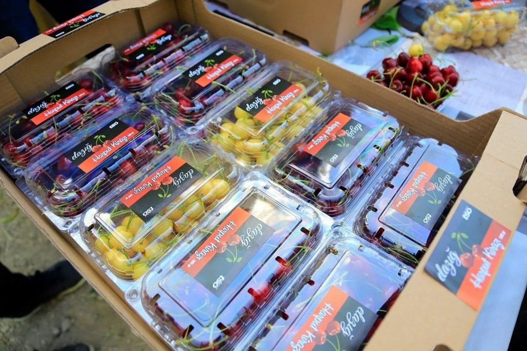 'Harput Kiraz'ında hasat başladı