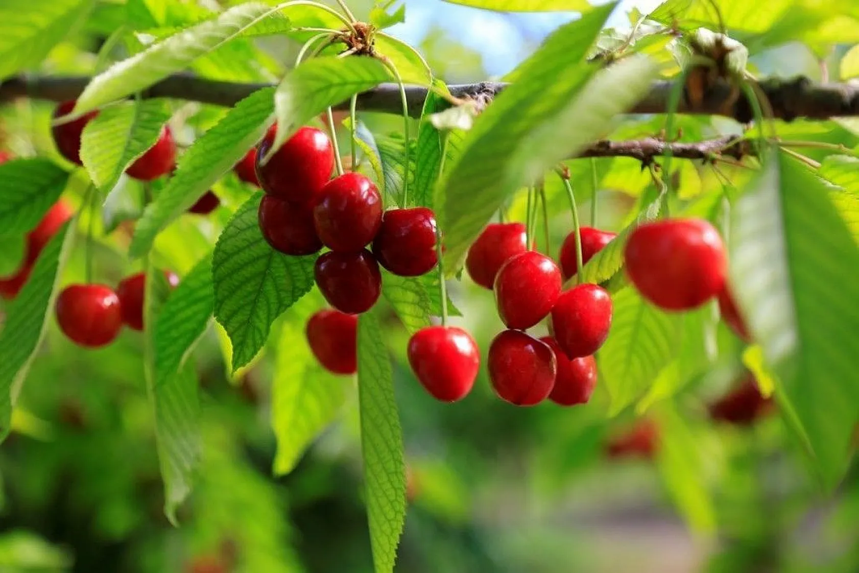 'Harput Kiraz'ında hasat başladı