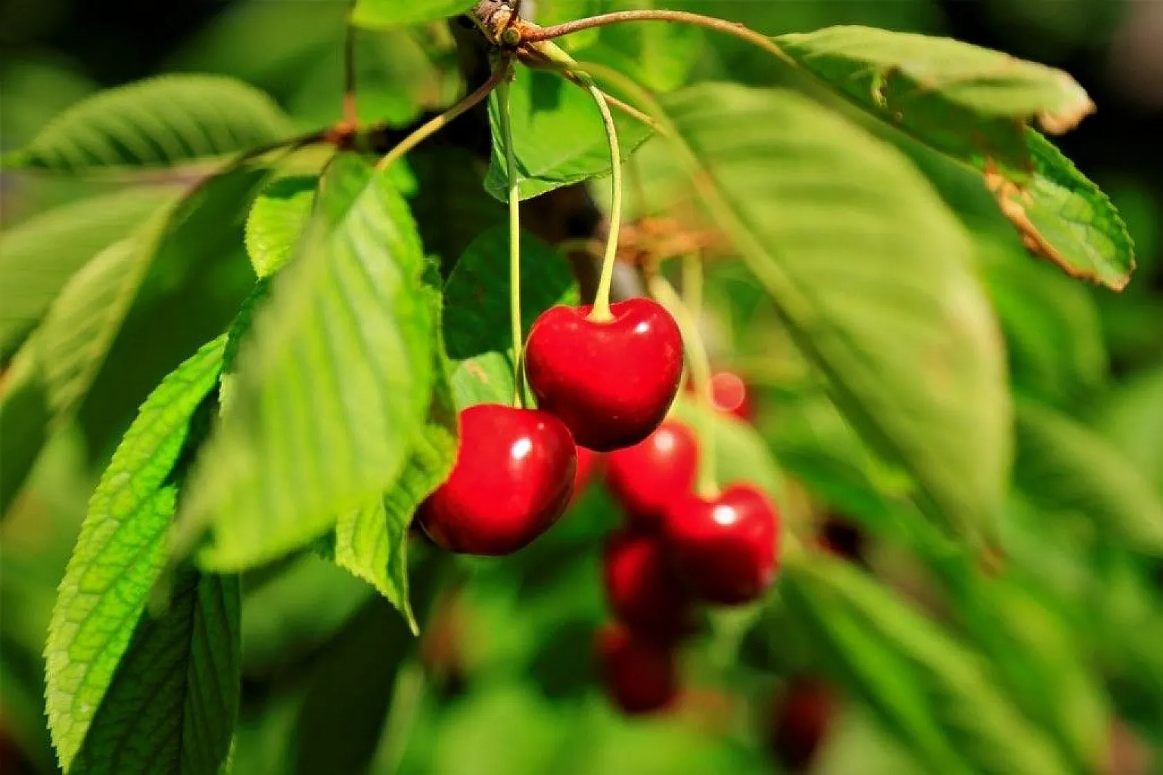 'Harput Kiraz'ında hasat başladı
