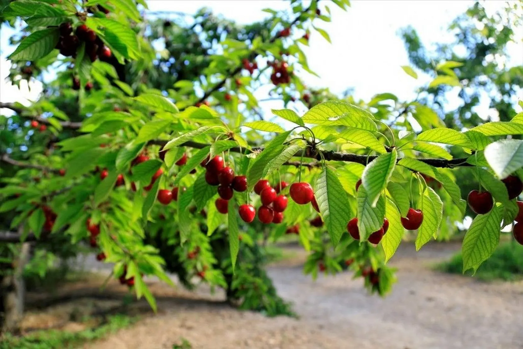 'Harput Kiraz'ında hasat başladı