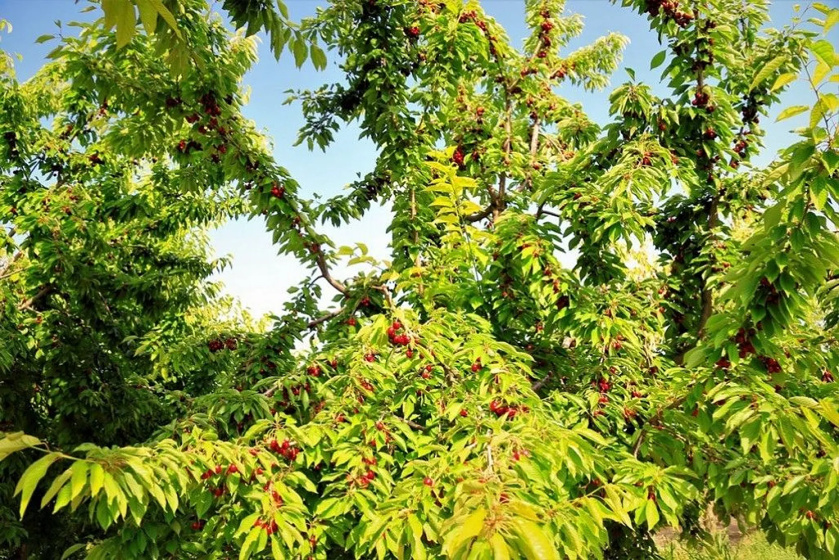 'Harput Kiraz'ında hasat başladı