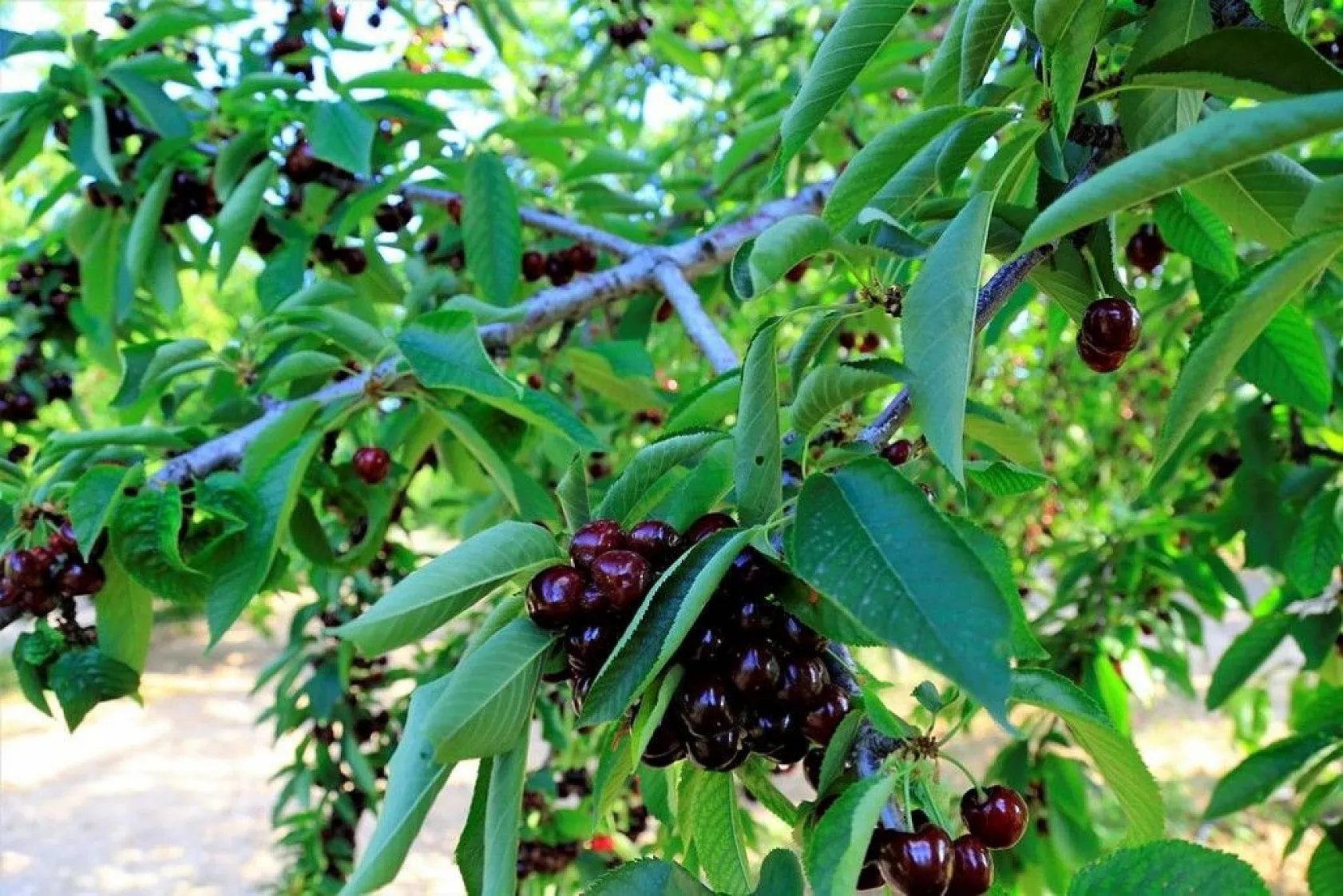 'Harput Kiraz'ında hasat başladı