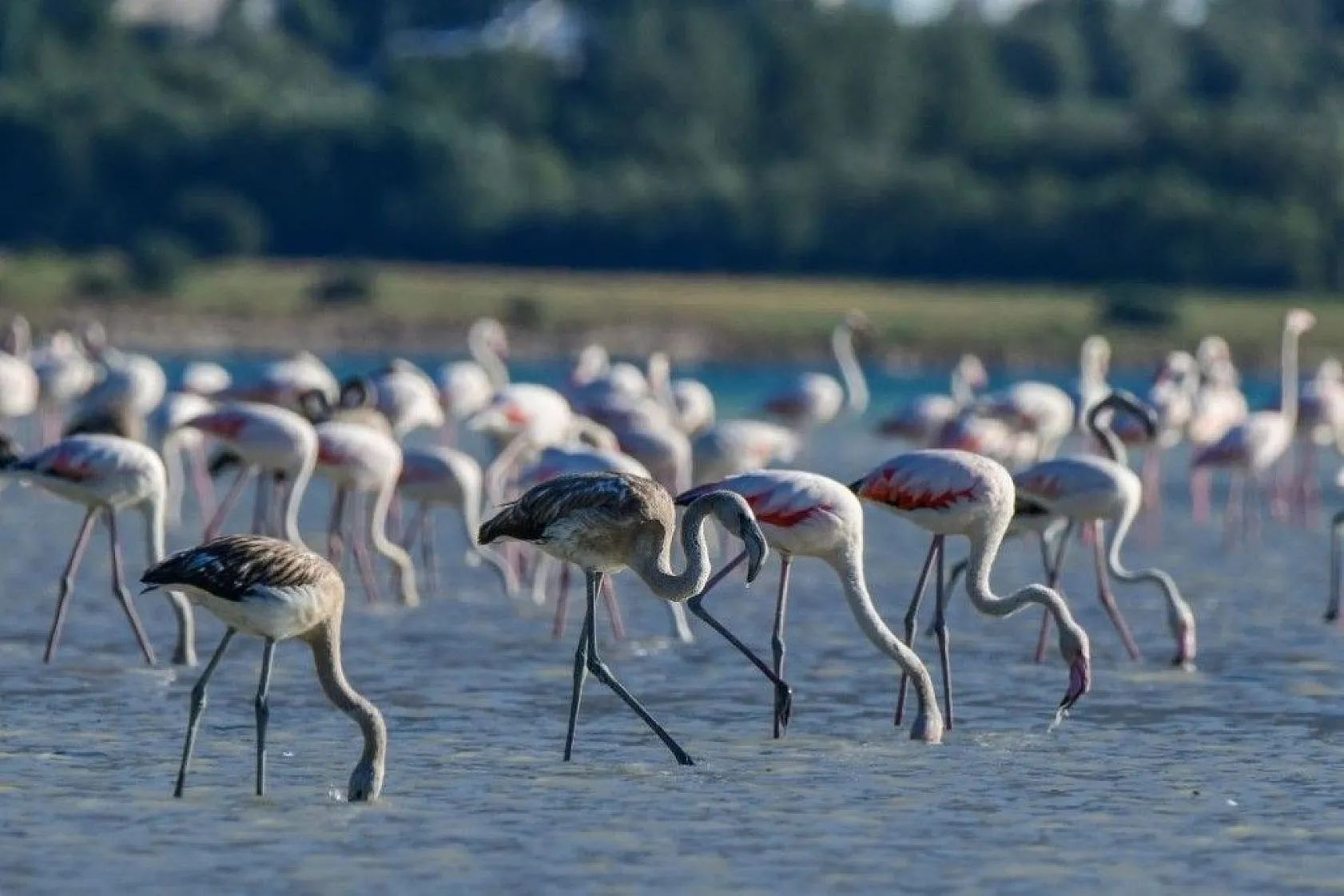 Flamingoların eşsiz dansı