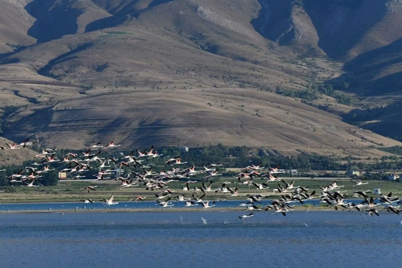 Flamingoların eşsiz dansı