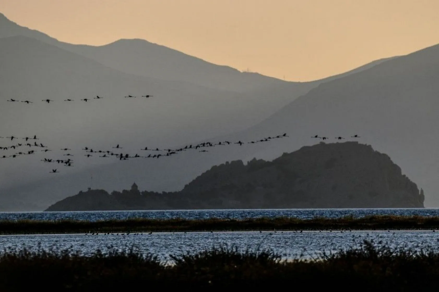 Flamingoların eşsiz dansı