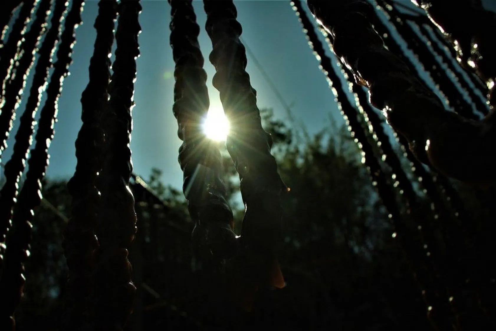 Elazığ'ın tescilli lezzeti 'orcik' için mesai başladı