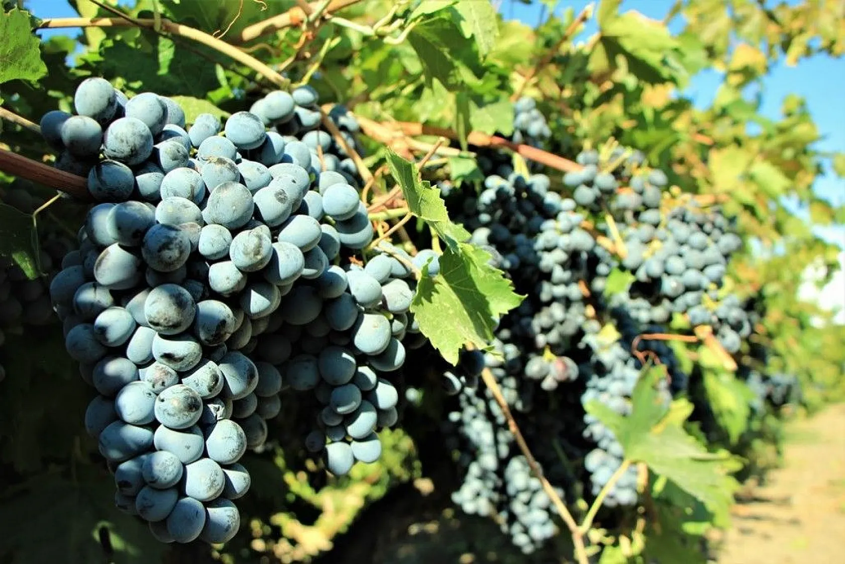 Elazığ'da 14. Bağ Bozumu ve Orcik Festivali