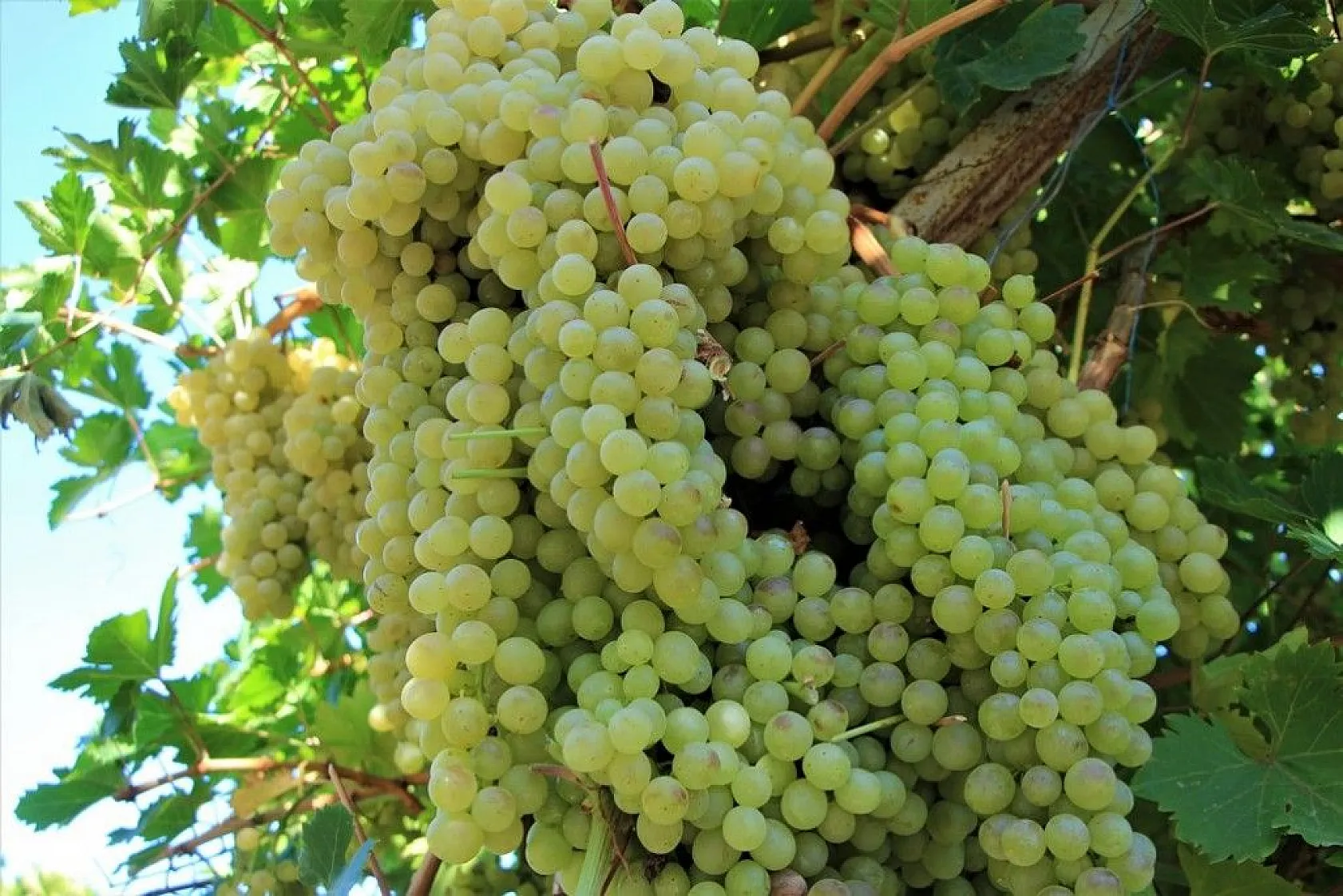 Elazığ'da 14. Bağ Bozumu ve Orcik Festivali