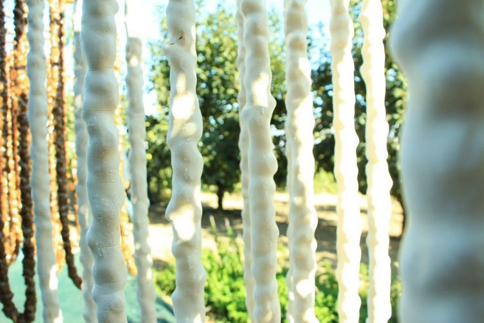 Elazığ'da 14. Bağ Bozumu ve Orcik Festivali