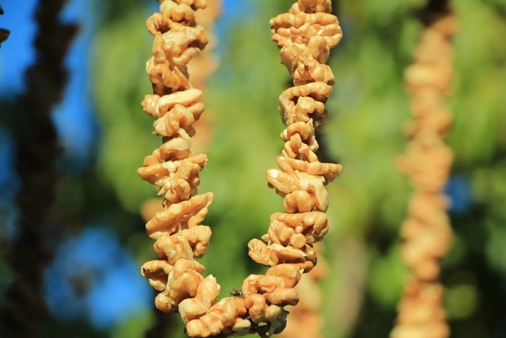 Elazığ'da 14. Bağ Bozumu ve Orcik Festivali