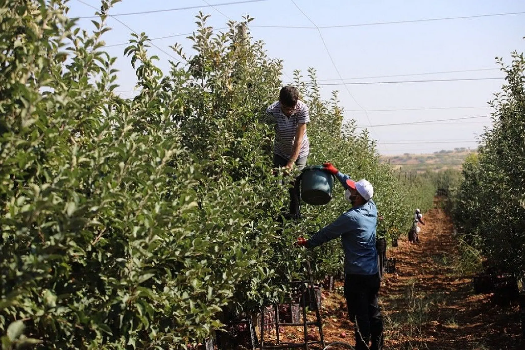 Memurluğu bıraktı, modern tarımla kendi işinin patronu oldu