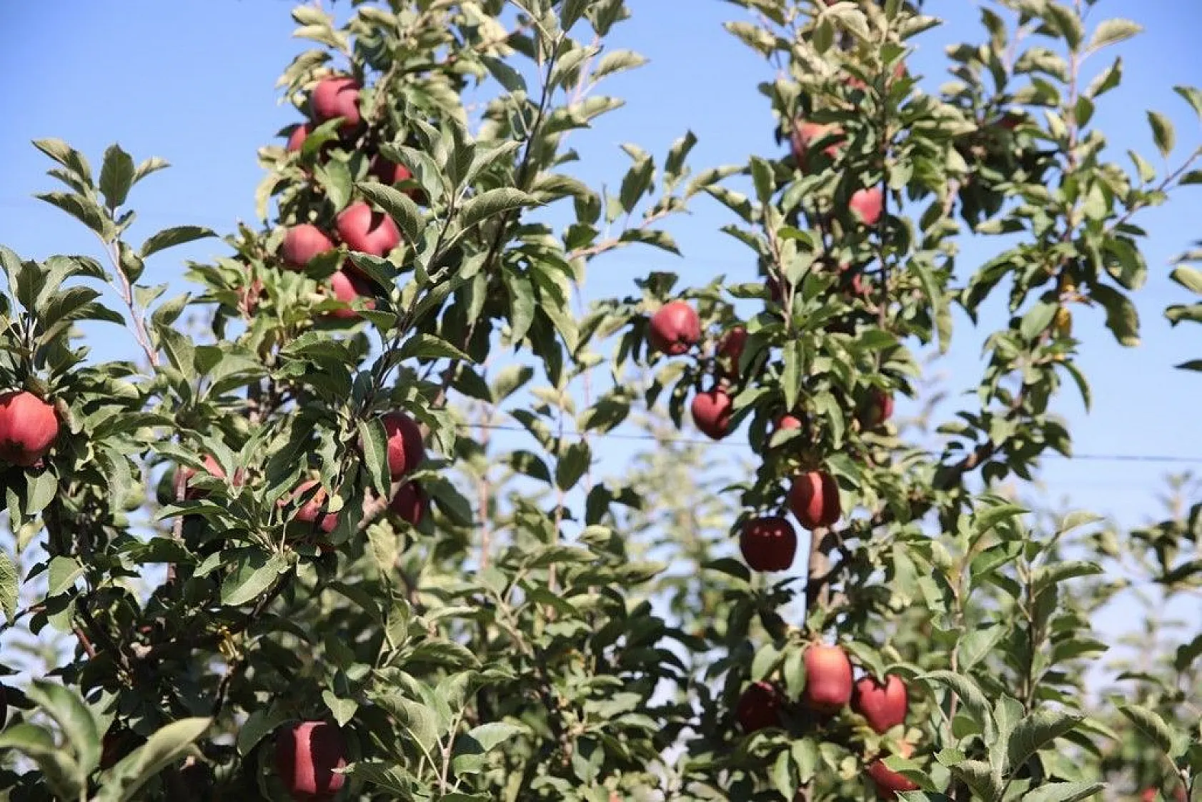 Memurluğu bıraktı, modern tarımla kendi işinin patronu oldu