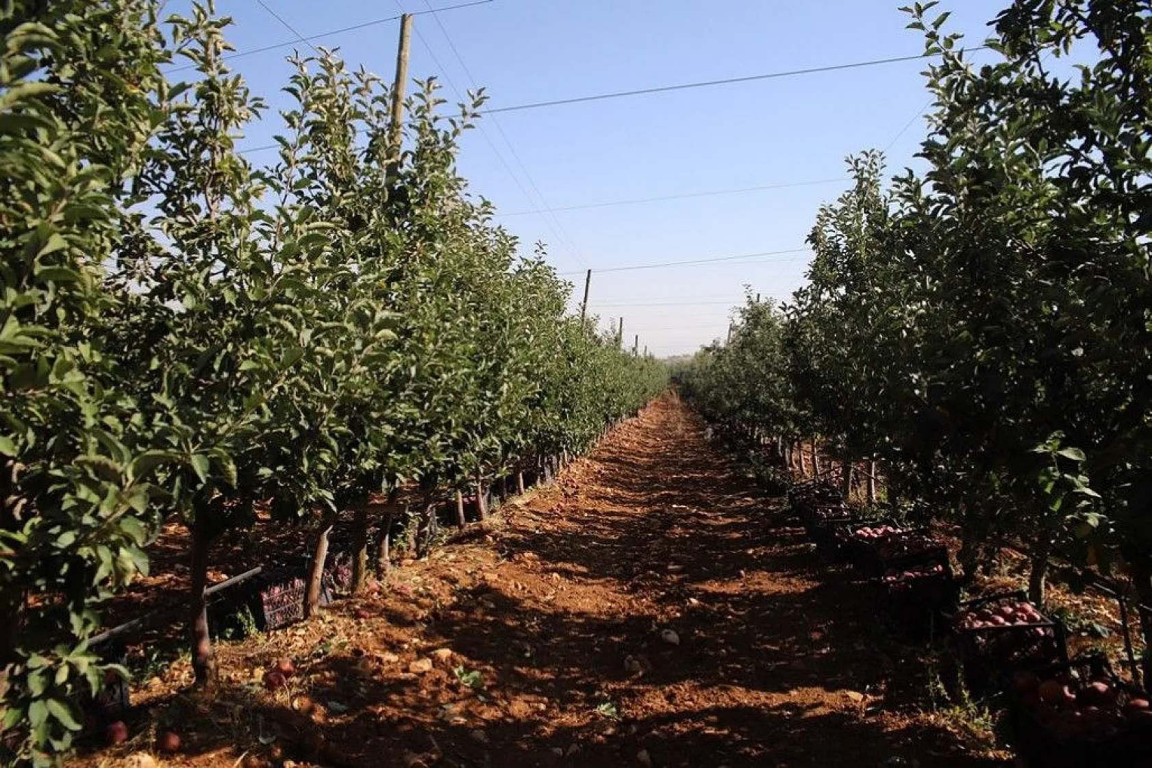 Memurluğu bıraktı, modern tarımla kendi işinin patronu oldu