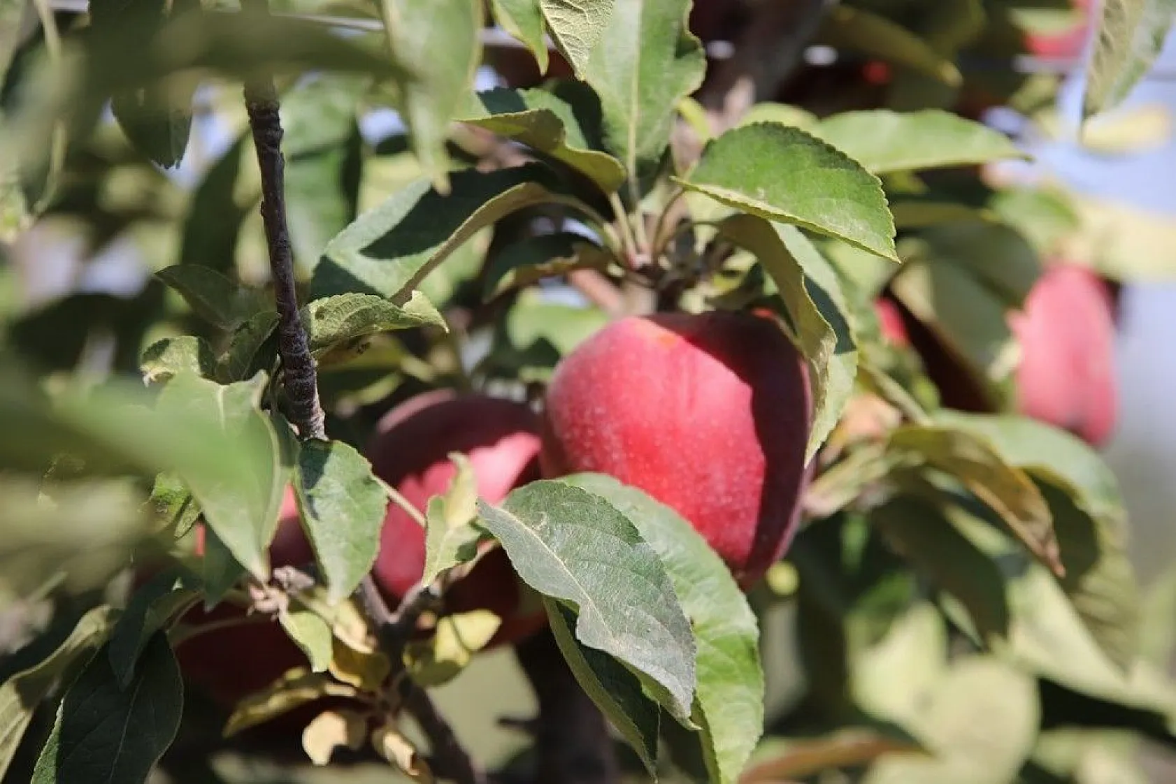 Memurluğu bıraktı, modern tarımla kendi işinin patronu oldu