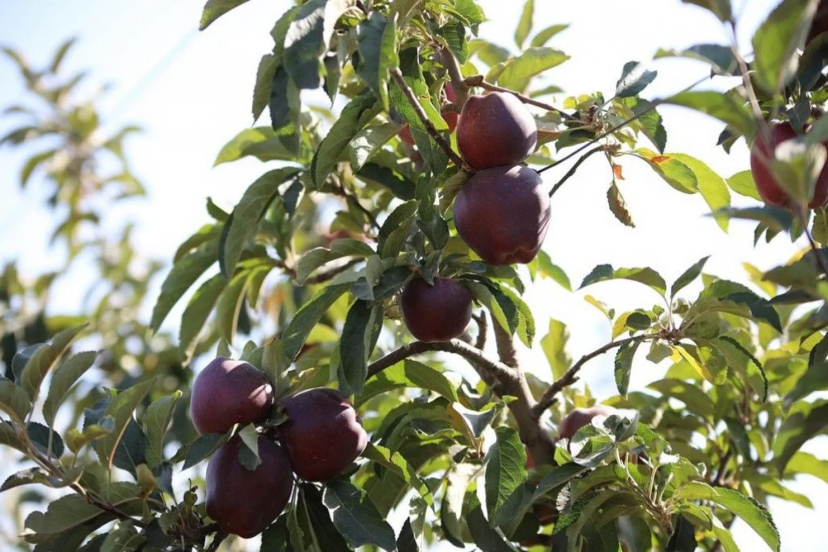 Memurluğu bıraktı, modern tarımla kendi işinin patronu oldu