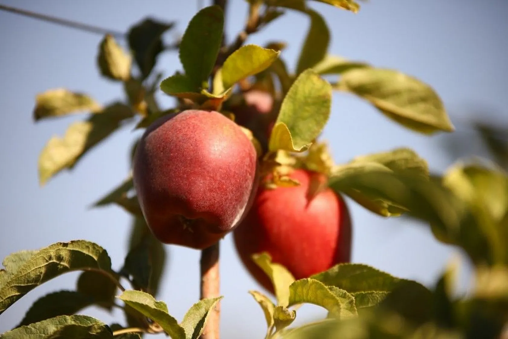 Memurluğu bıraktı, modern tarımla kendi işinin patronu oldu