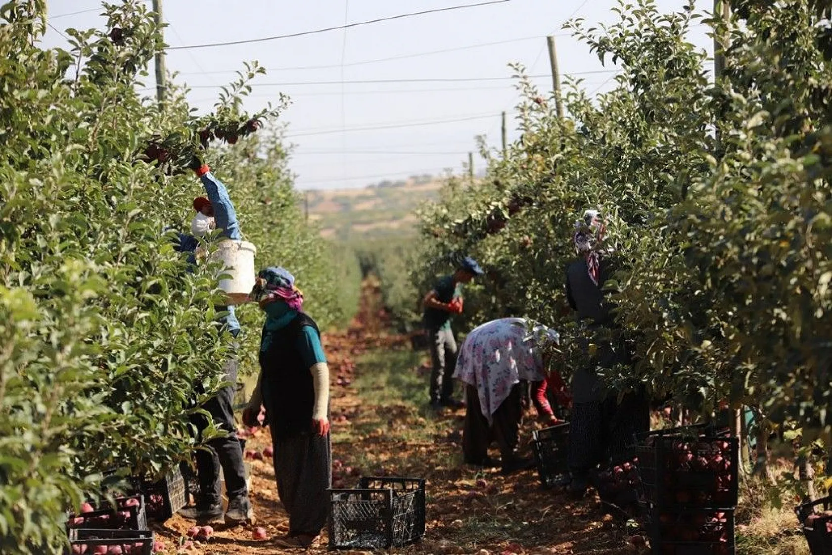 Memurluğu bıraktı, modern tarımla kendi işinin patronu oldu