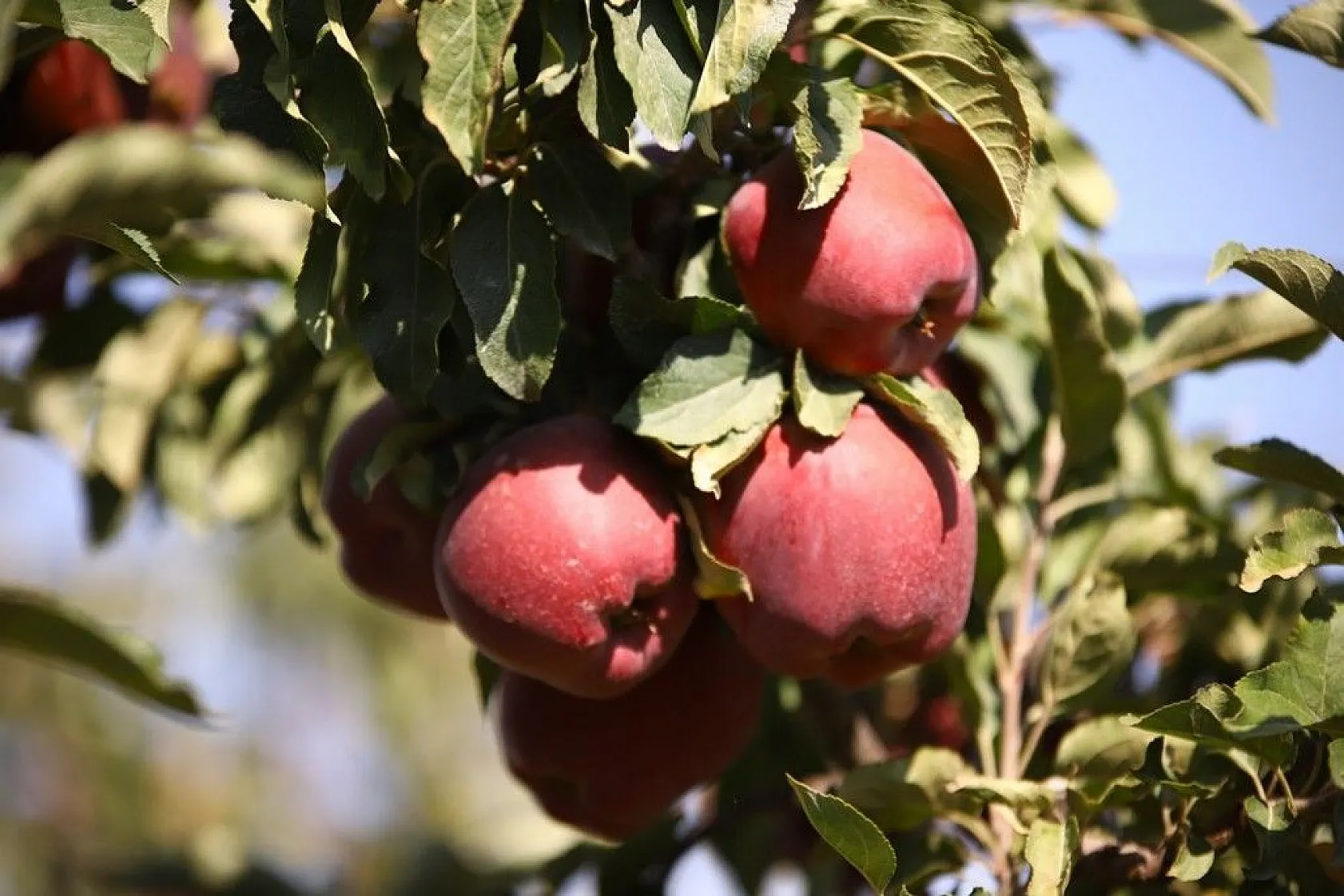 Memurluğu bıraktı, modern tarımla kendi işinin patronu oldu