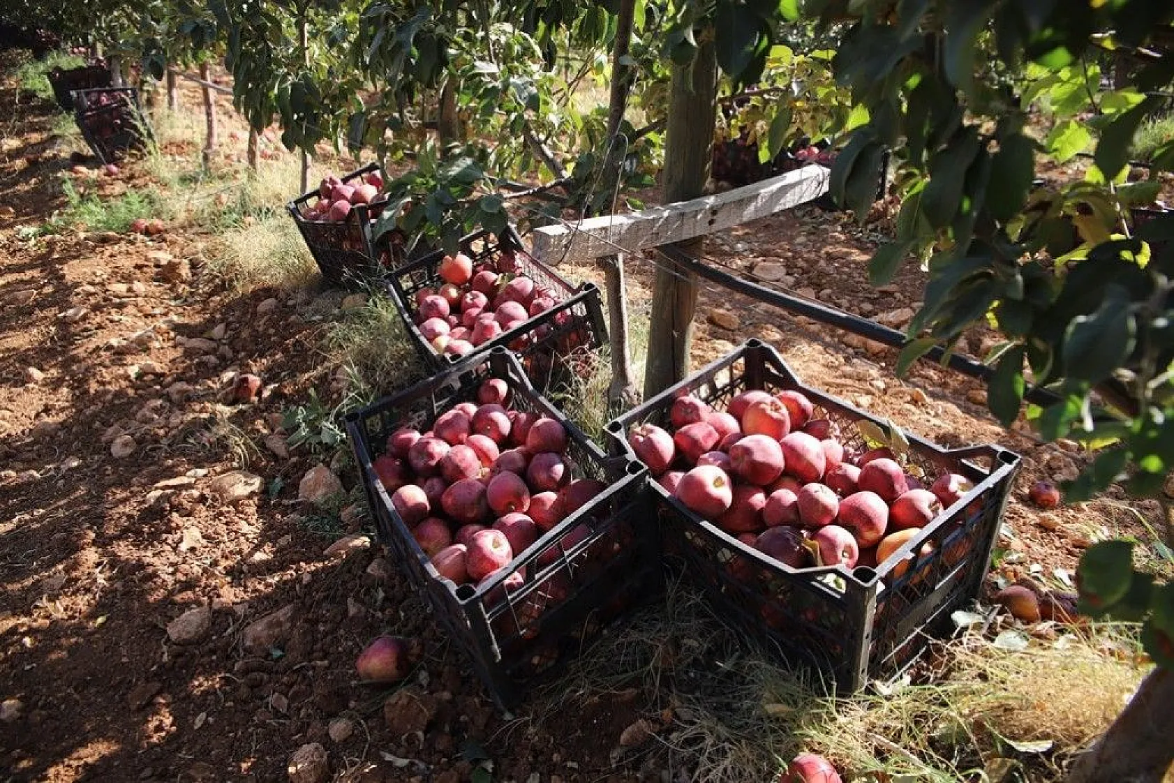 Memurluğu bıraktı, modern tarımla kendi işinin patronu oldu