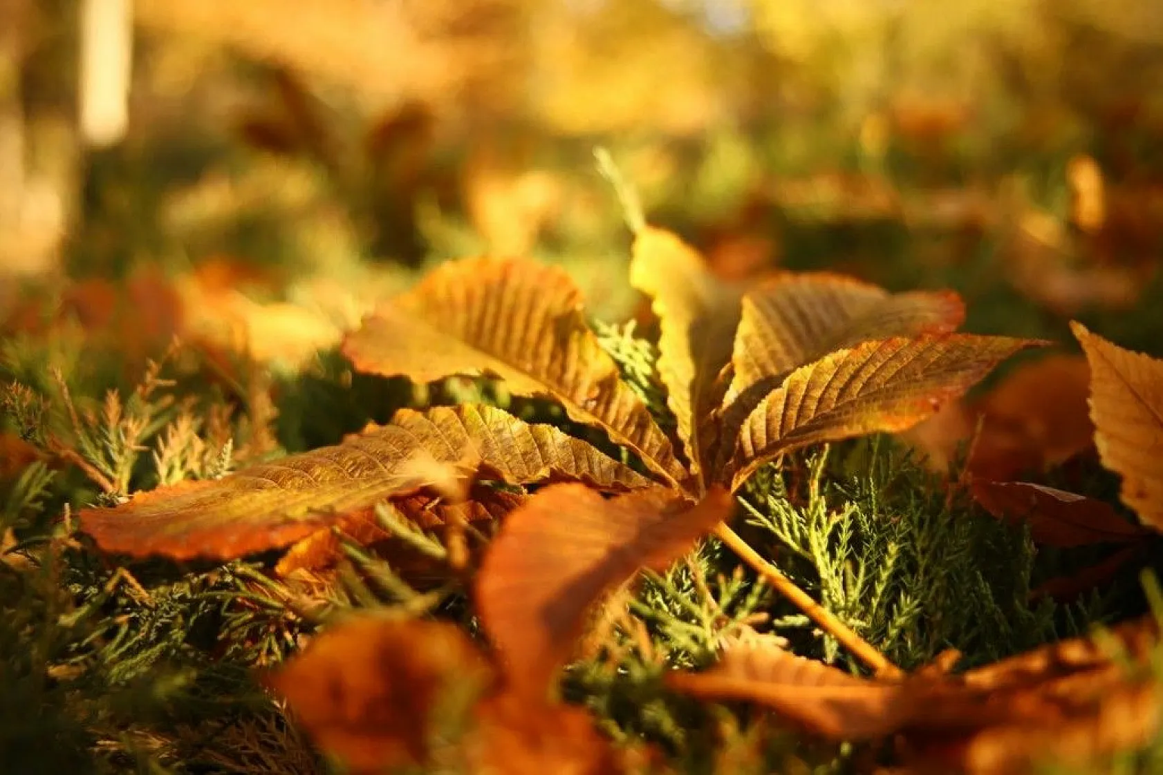 Elazığ'da sonbahar renkleri görsel şölen sunuyor