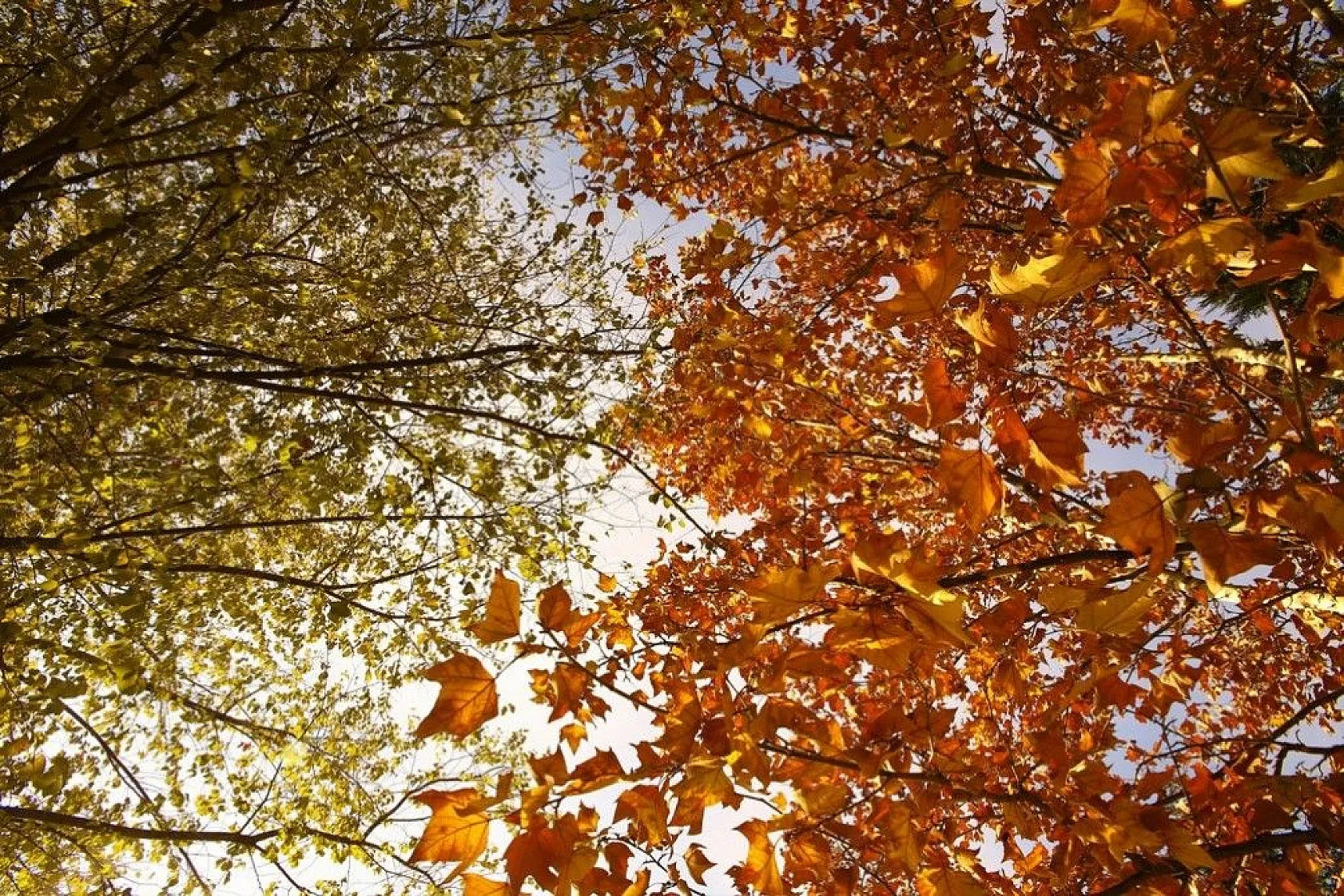 Elazığ'da sonbahar renkleri görsel şölen sunuyor