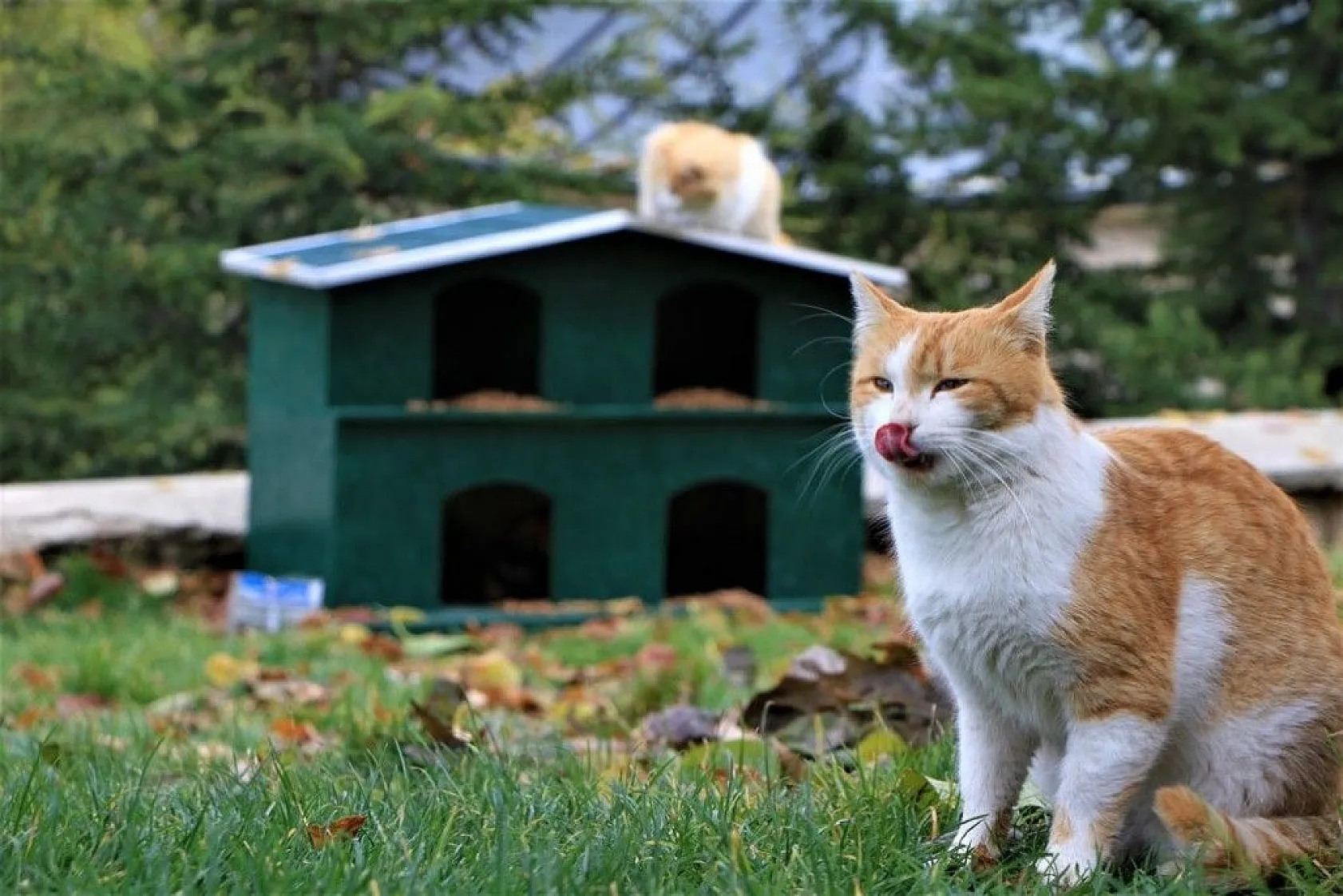 Sokağa çıkma kısıtlamasında sokak hayvanları unutulmadı