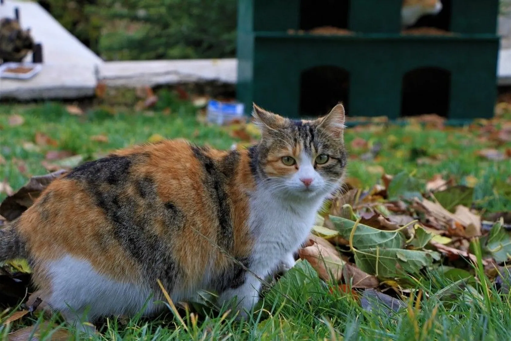 Sokağa çıkma kısıtlamasında sokak hayvanları unutulmadı