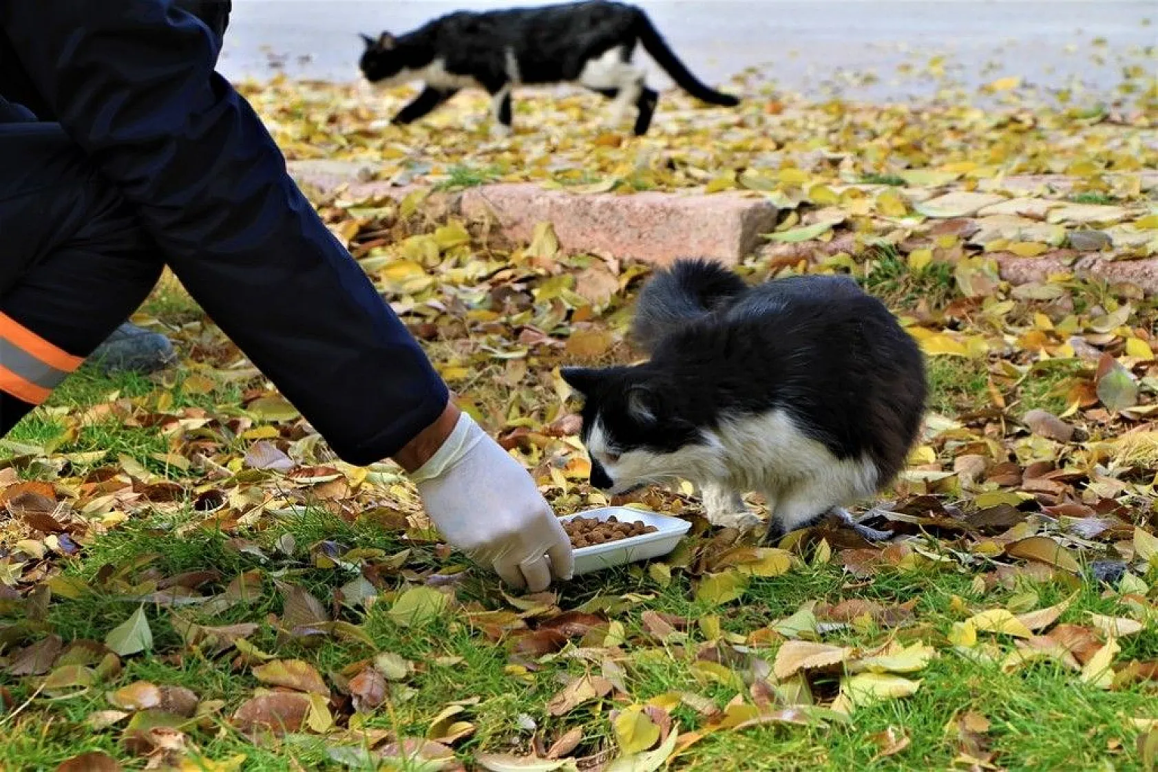 Sokağa çıkma kısıtlamasında sokak hayvanları unutulmadı