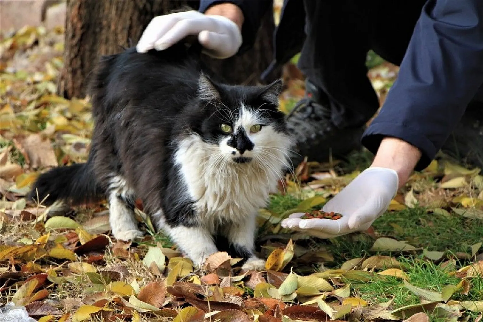 Sokağa çıkma kısıtlamasında sokak hayvanları unutulmadı